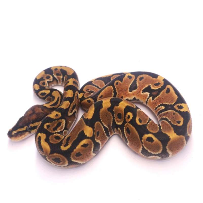 Special poss het monsoon pied
