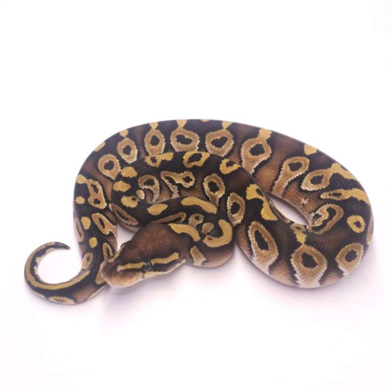 Mojave poss het monsoon pied