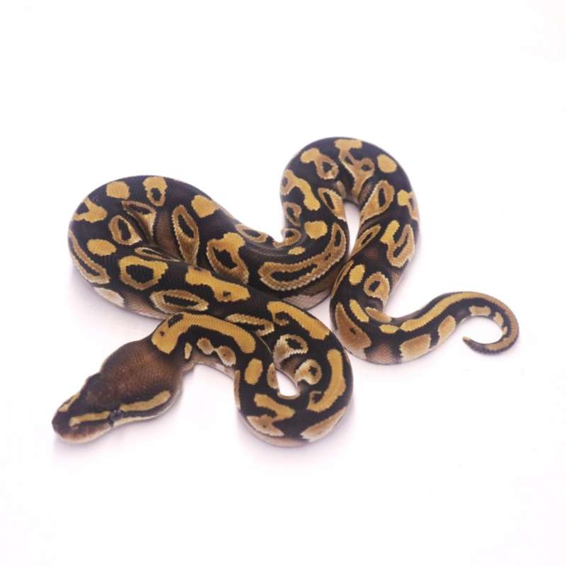 Mojave poss het monsoon pied