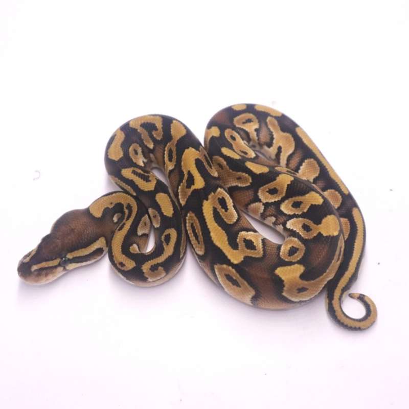 Mojave poss het monsoon pied