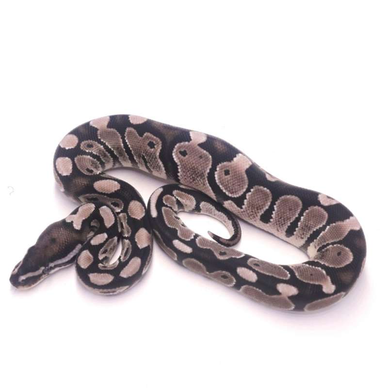 Axanthic het pied