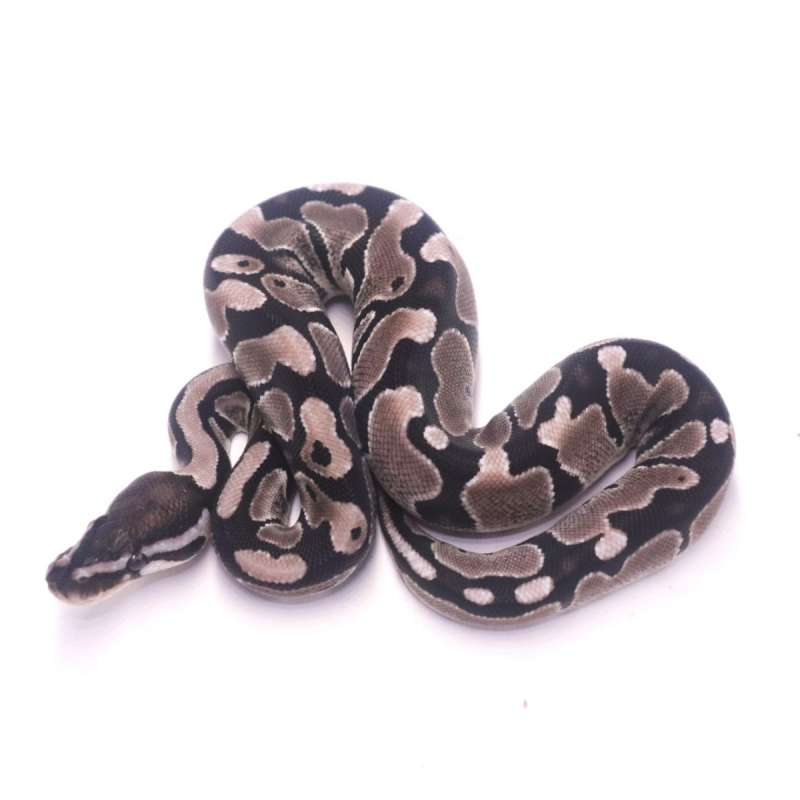 Axanthic het pied