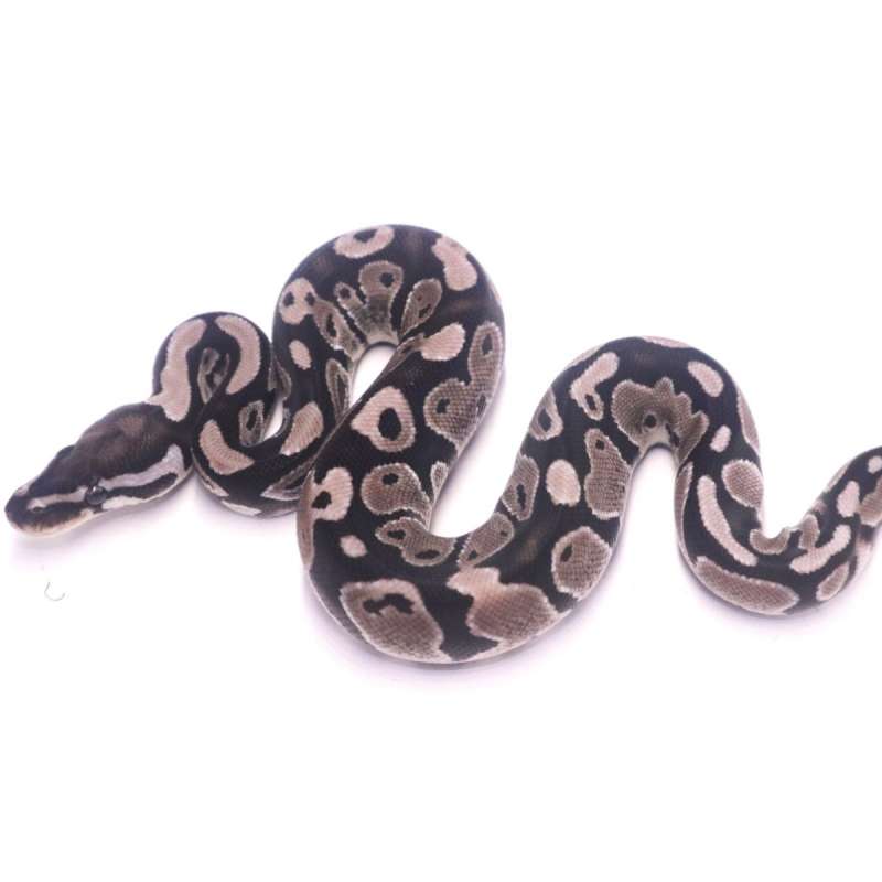 Axanthic het pied