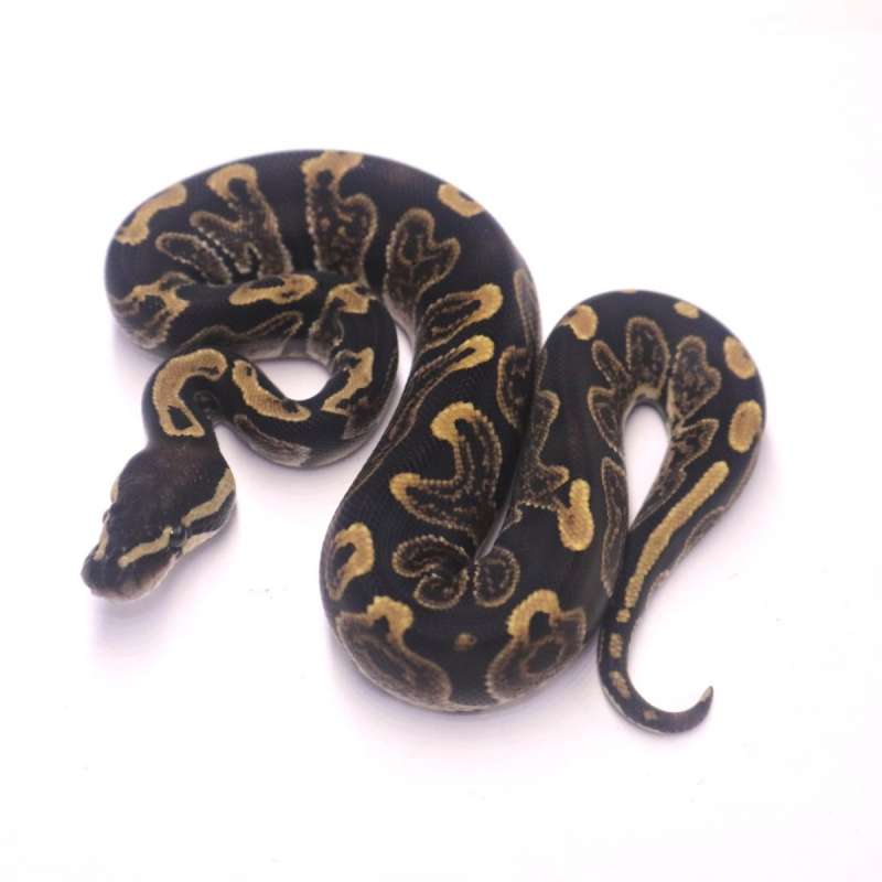 GHI het axanthic pied