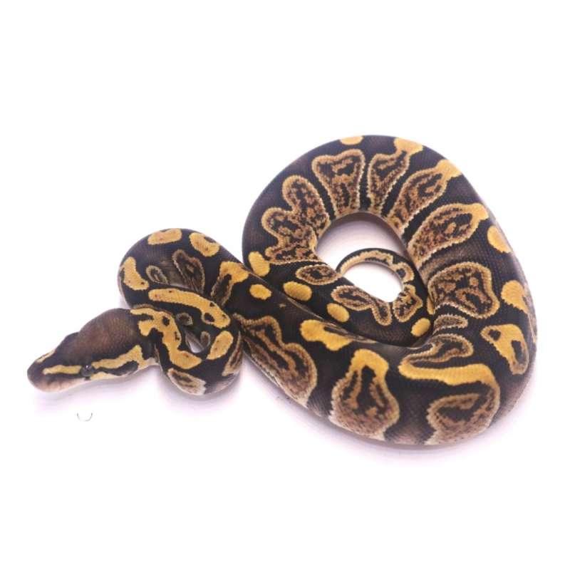 GHI het axanthic pied