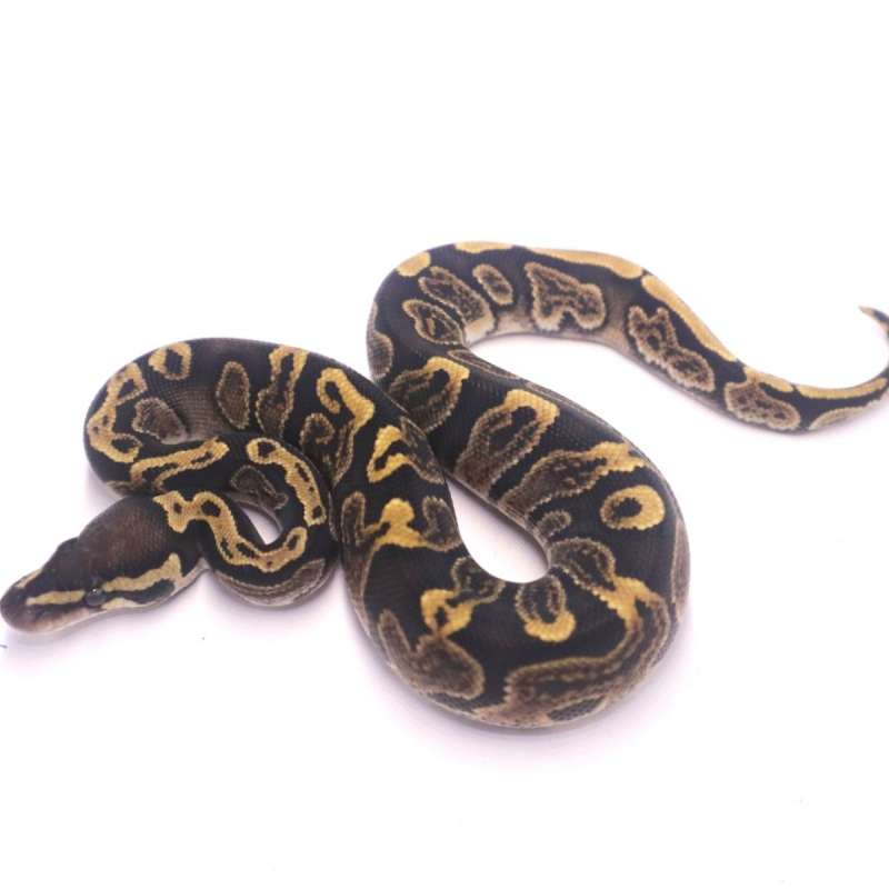 GHI het axanthic pied