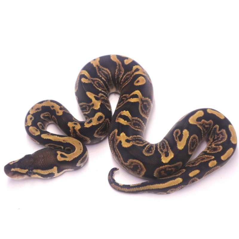 GHI het axanthic pied