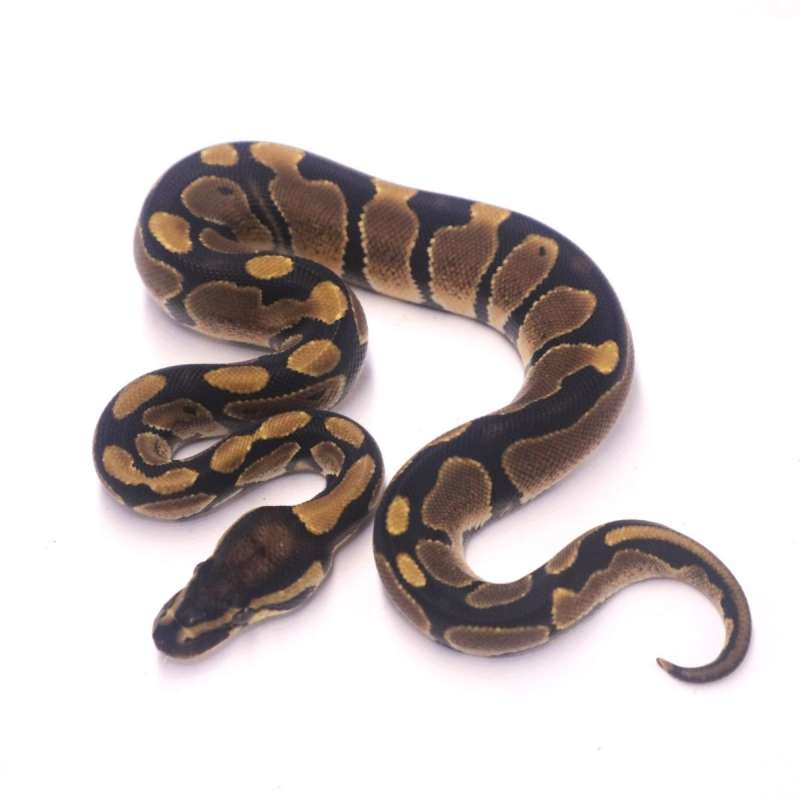 Het axanthic pied
