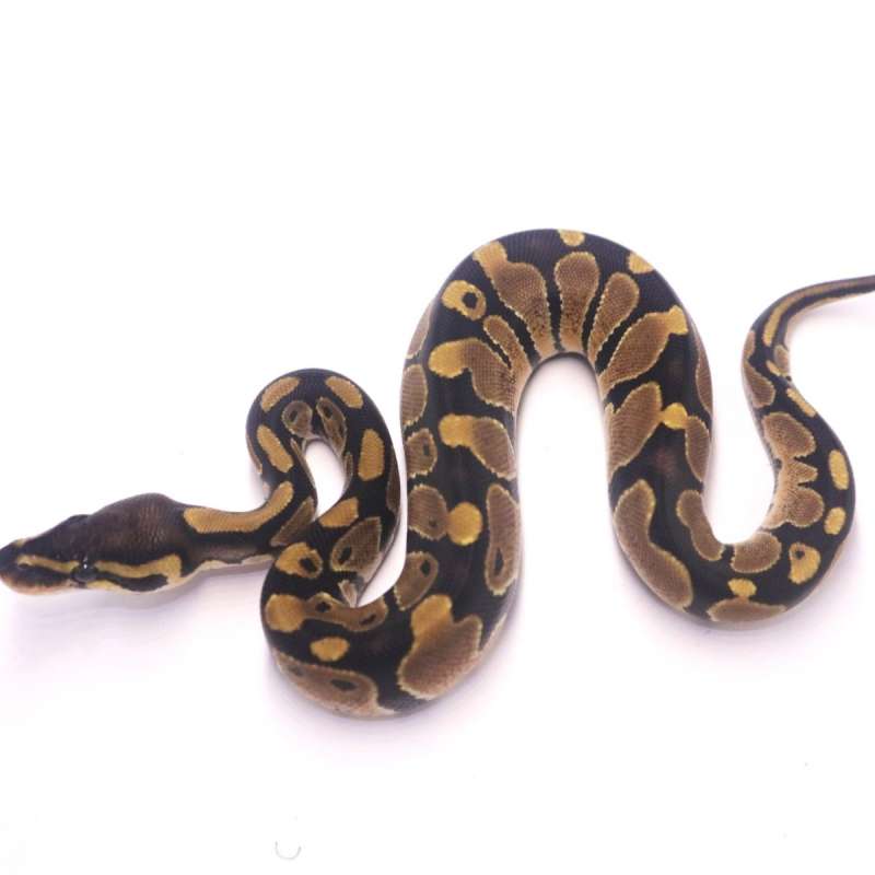 Het axanthic pied
