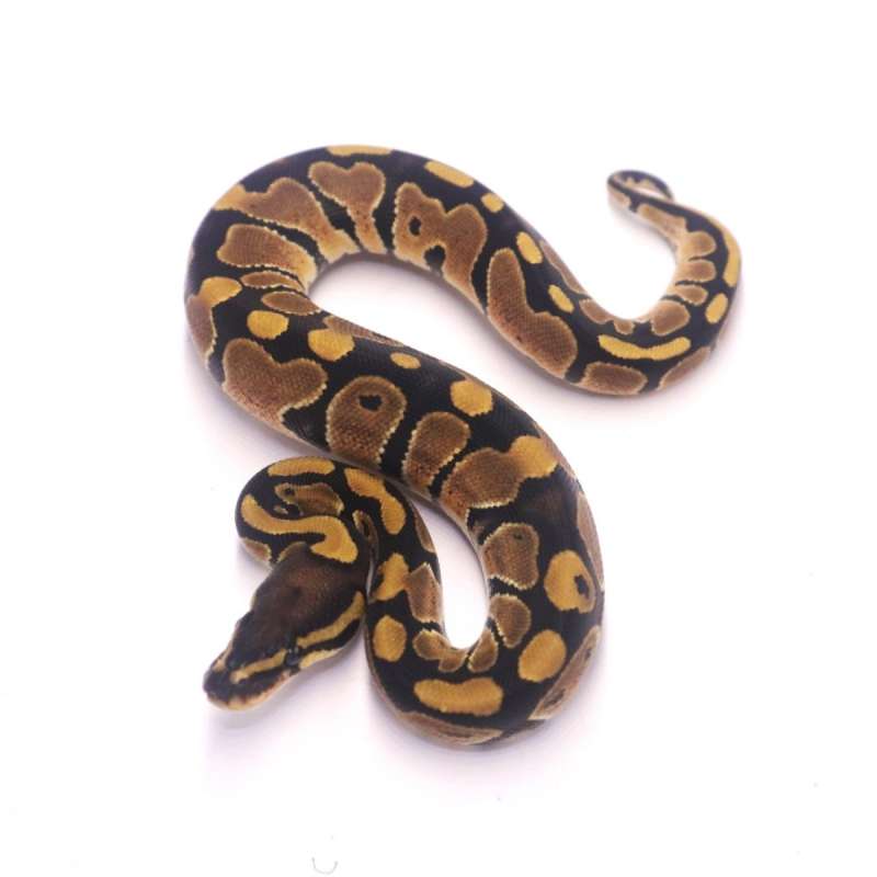 Het axanthic pied
