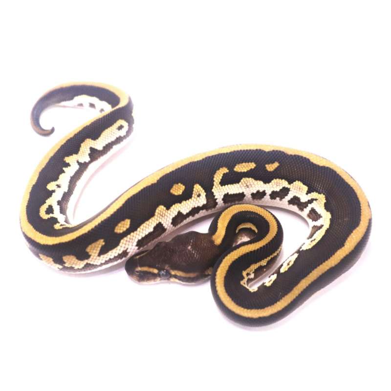 Black pastel mojave yellow belly leopard mahogany het ultramel