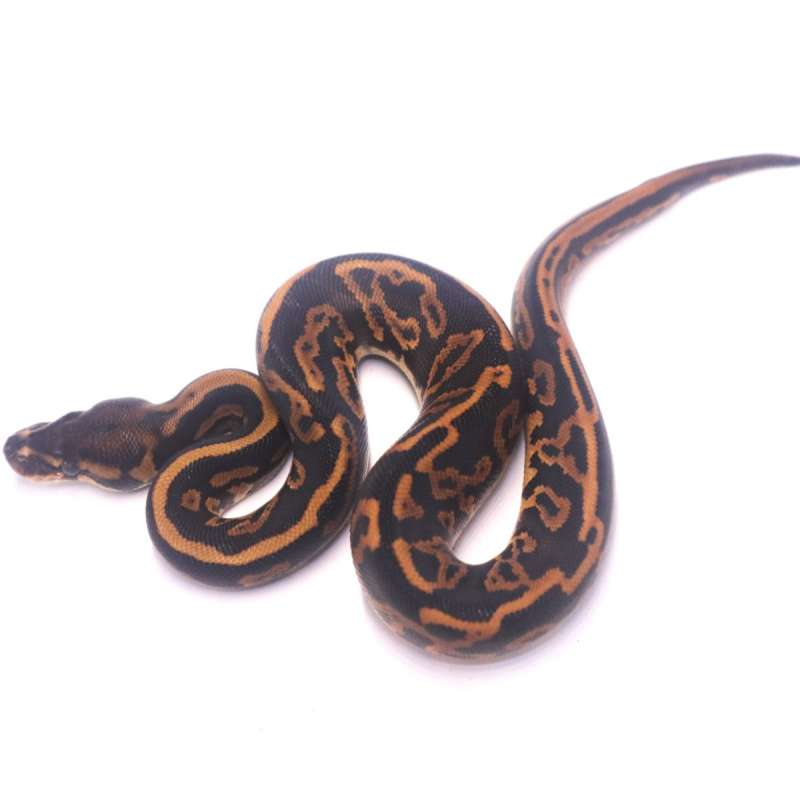 Black pastel leopard yellow belly het ultramel poss het pied
