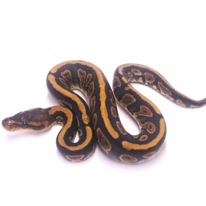 Mahogany yellow belly het ultramel poss het pied