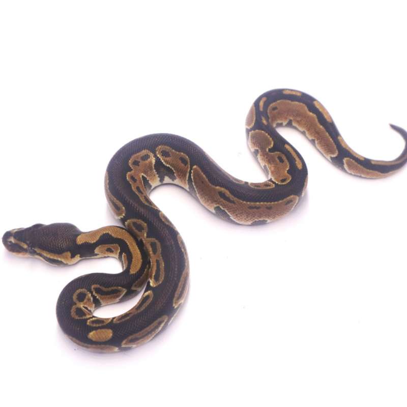 het ultramel poss het pied