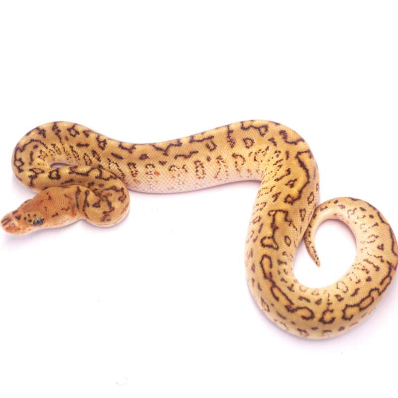 Special spotnose pinstripe clown het lavender