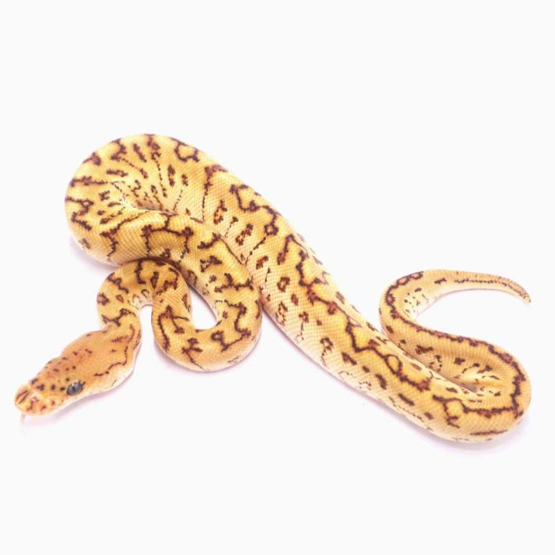 Special spotnose pinstripe clown het lavender