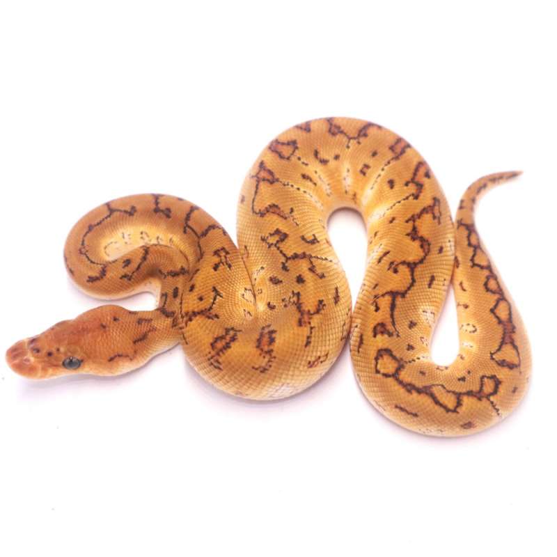 Special pinstripe clown het lavender