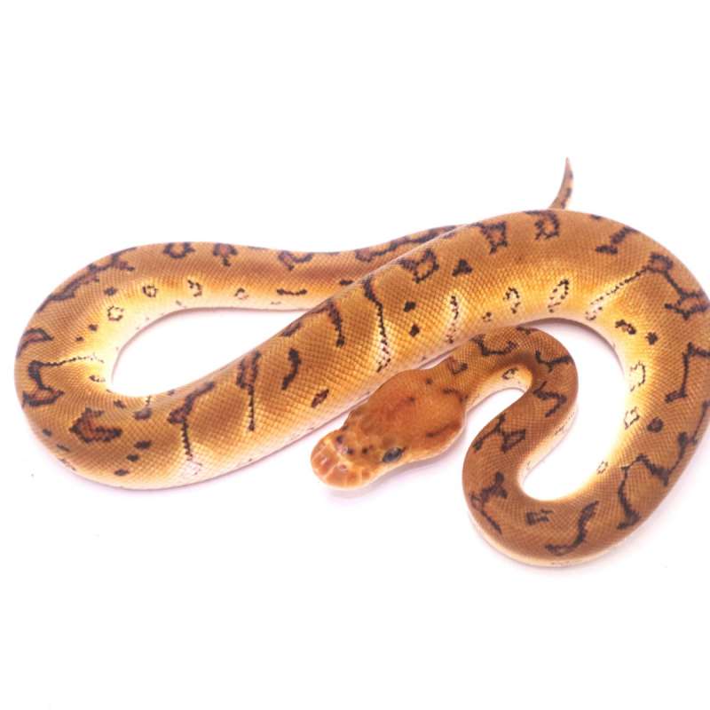 Pinstripe clown het lavender