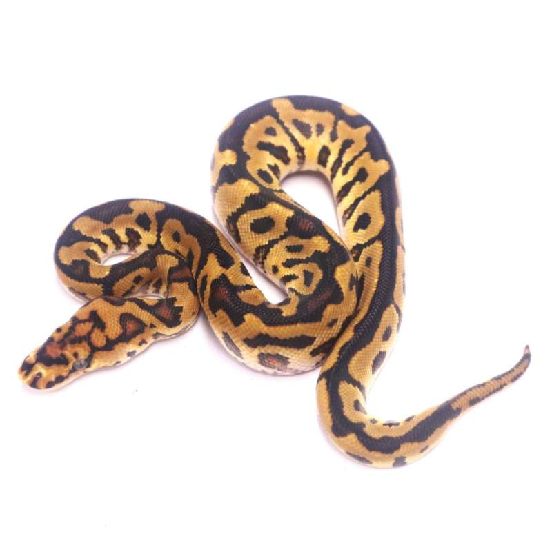 Spotnose clown het lavender
