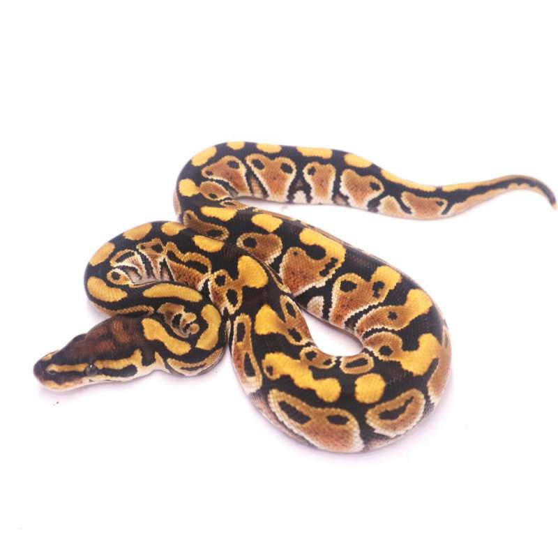 Special het lavender clown