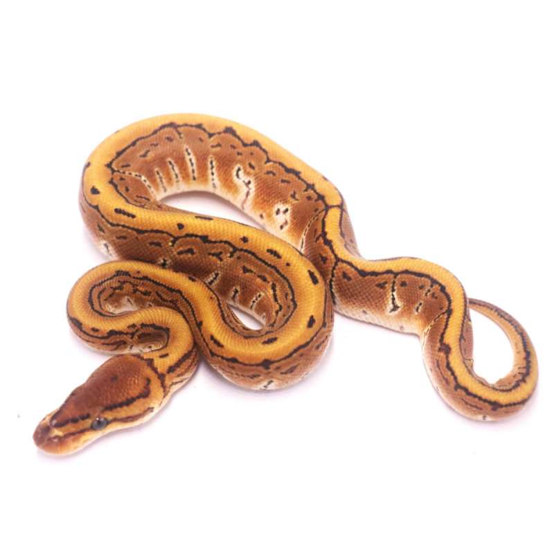 Pinstripe het lavender clown