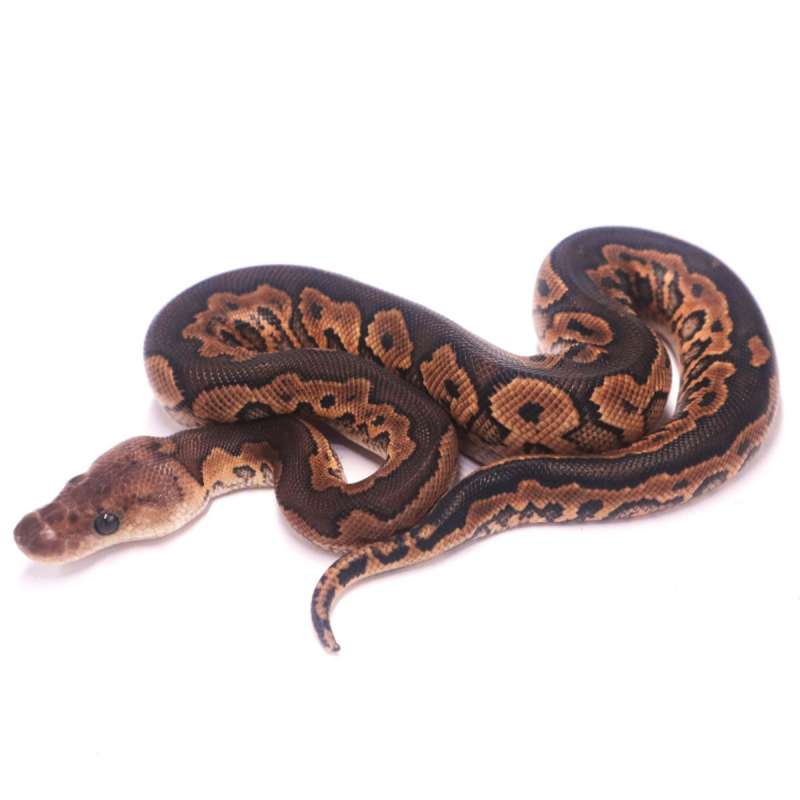 Cinnamon yellow belly clown