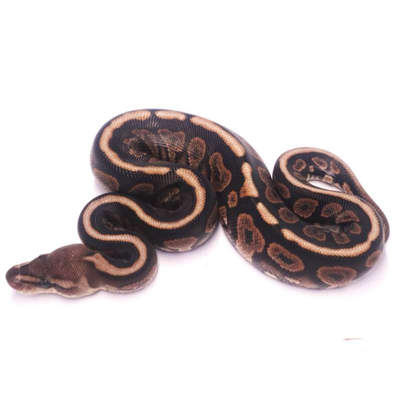Stranger cinnamon het clown