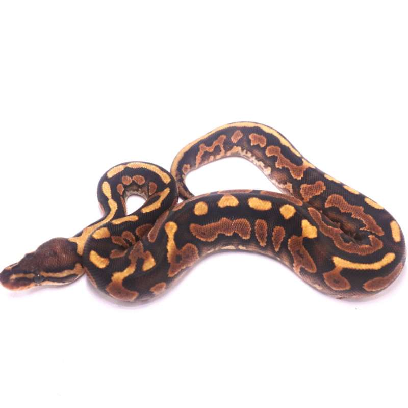 Stranger cinnamon enchi yellow belly het clown