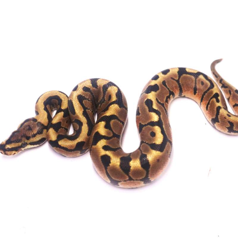 Spotnose enchi het clown