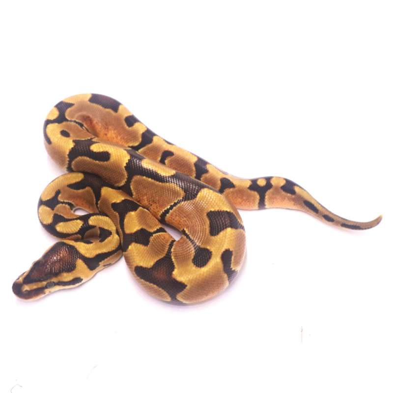 Enchi het clown
