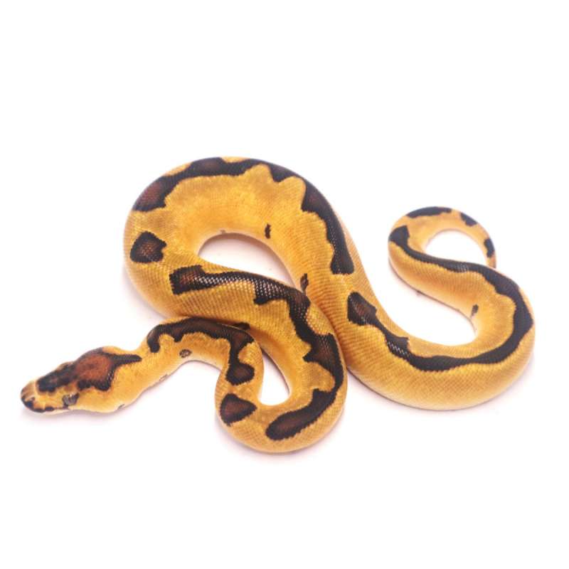 Enchi yellow belly clown het desert ghost