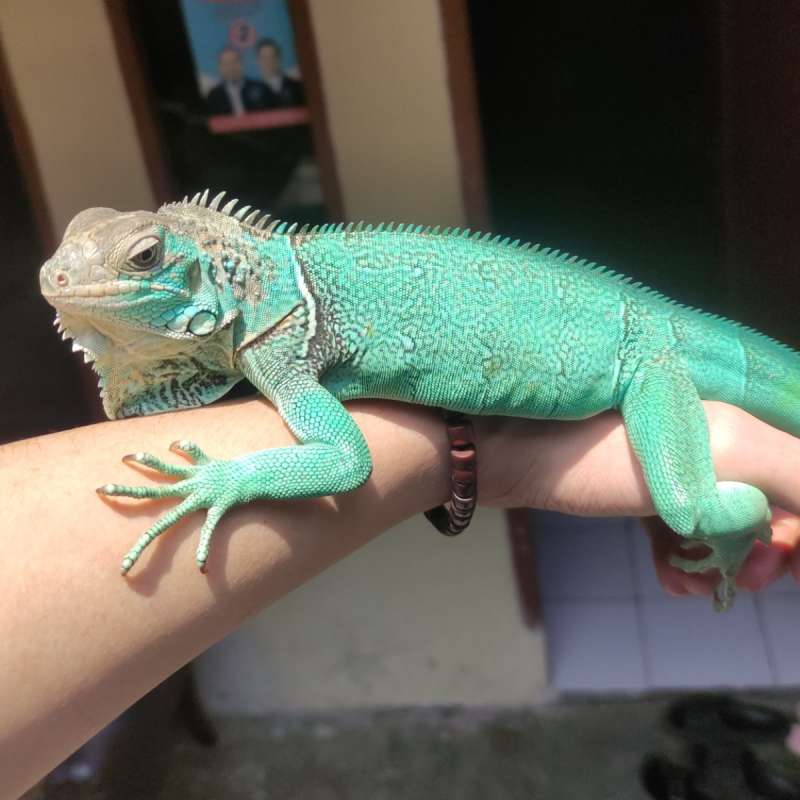 Blue Iguana Baby Up