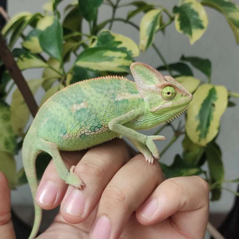 Veiled Chameleon
