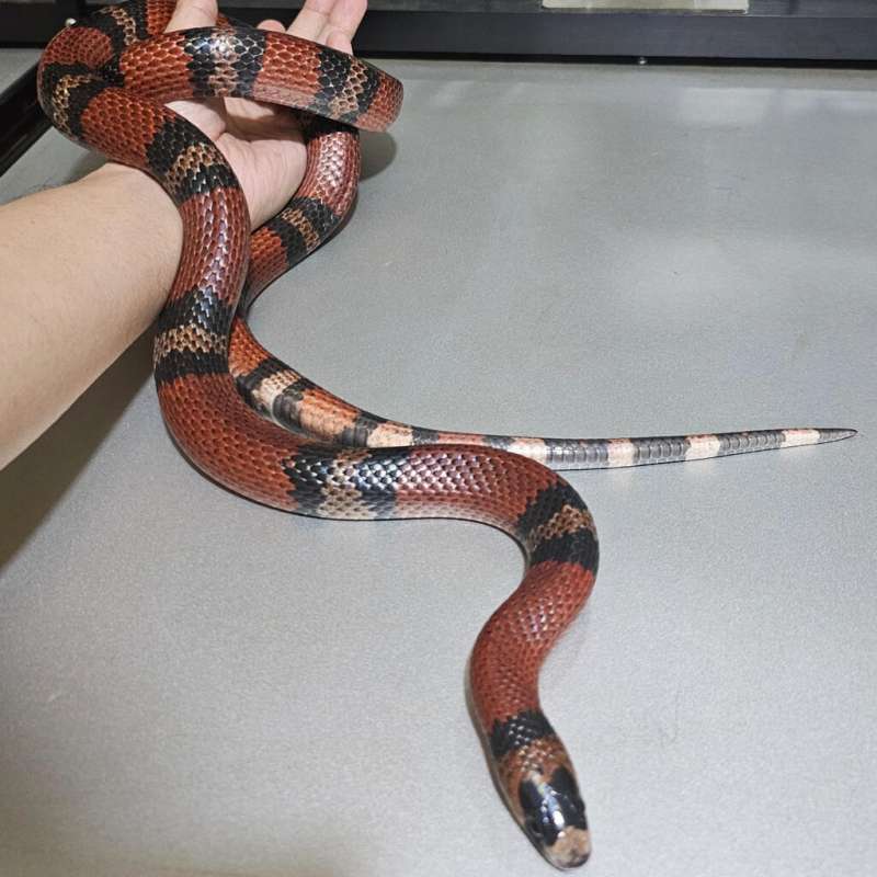 [Proven] Ms Tricolor Honduran het Hypo