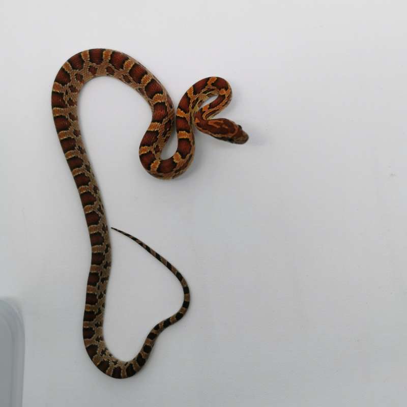 Cornsnake Normal het Anery Sunkissed, 66% het Hypo I