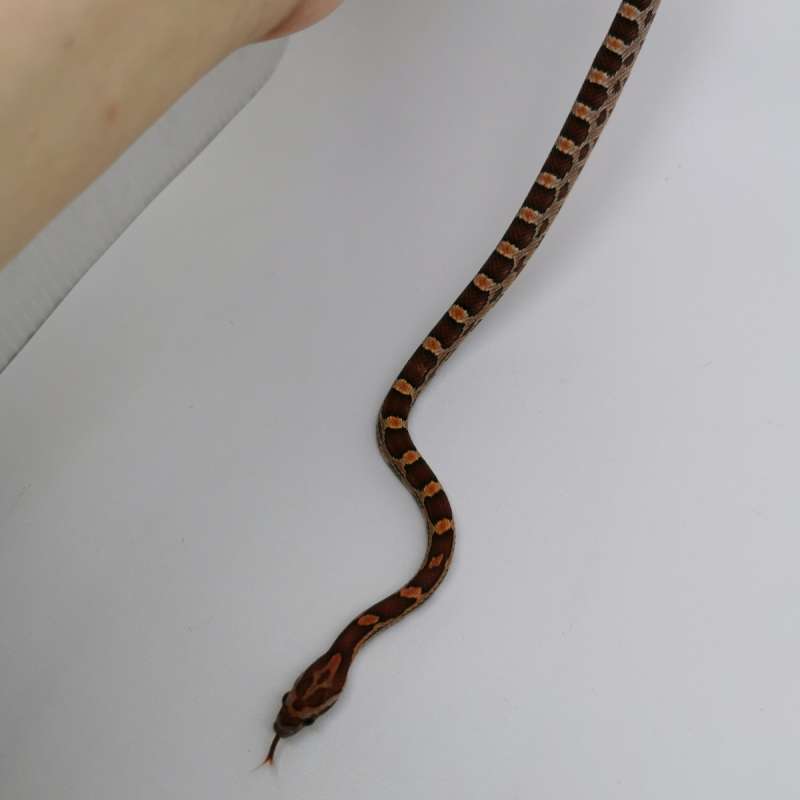 Cornsnake Normal het Anery Sunkissed, 66% het Hypo IV