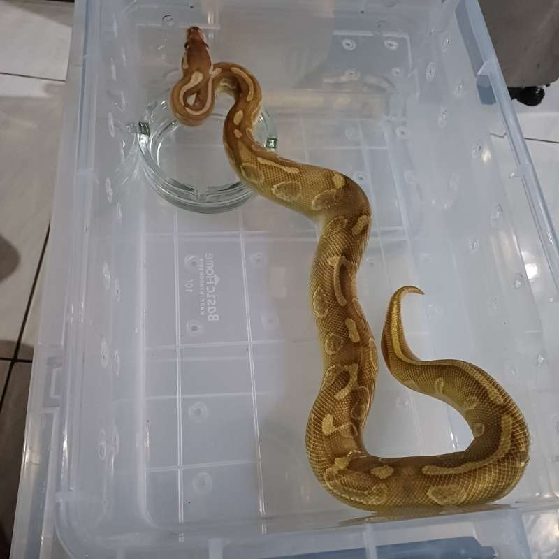 Male Ballpython