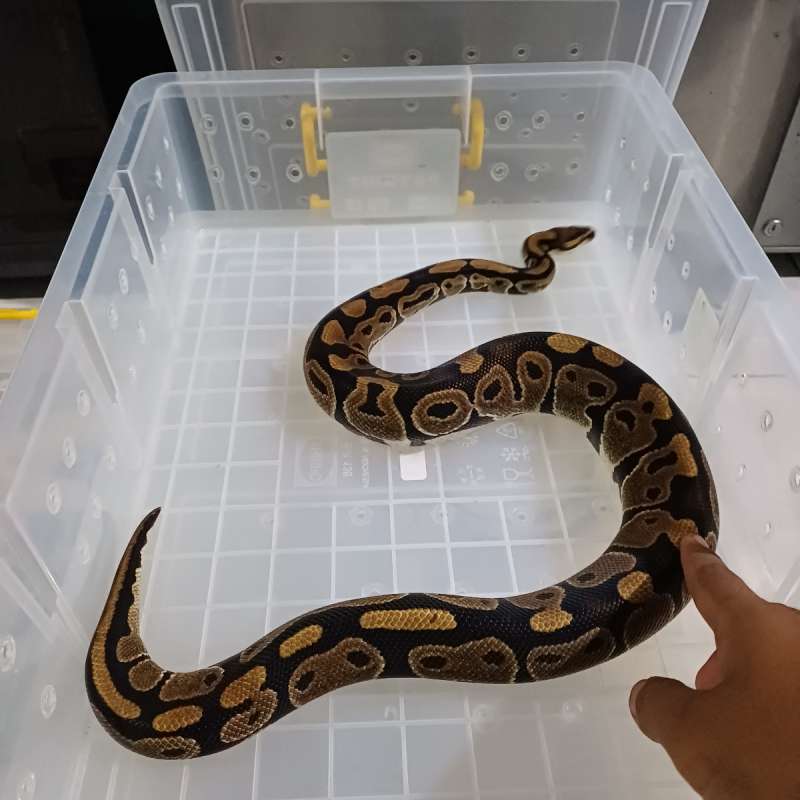 Ball Python