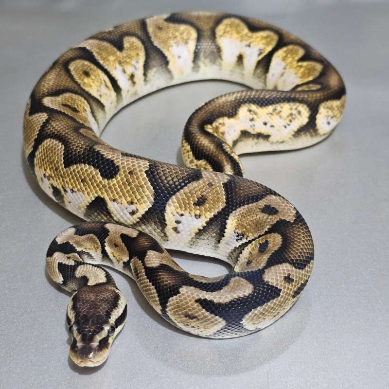 [Proven] Pastel Calico het Axanthic(Vpi)