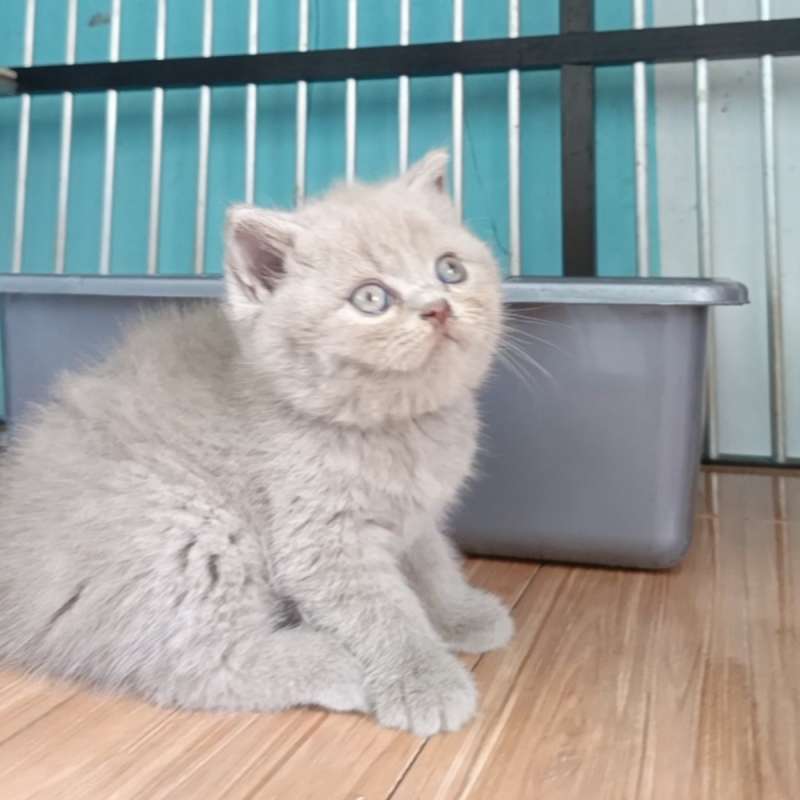 British shorthair lilac (BSH)