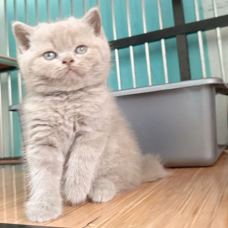British shorthair lilac (BSH)