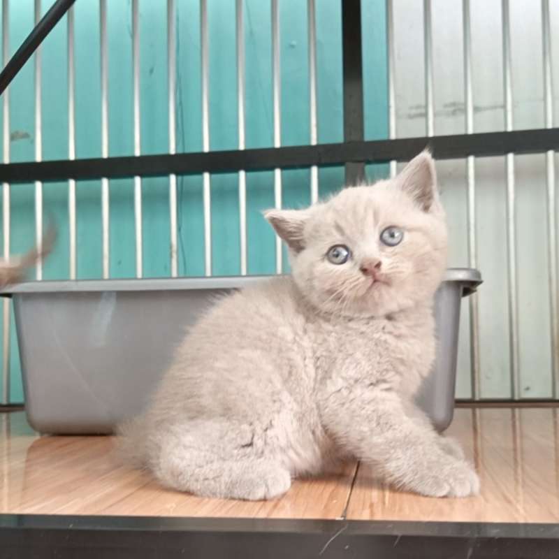 British shorthair lilac (BSH)