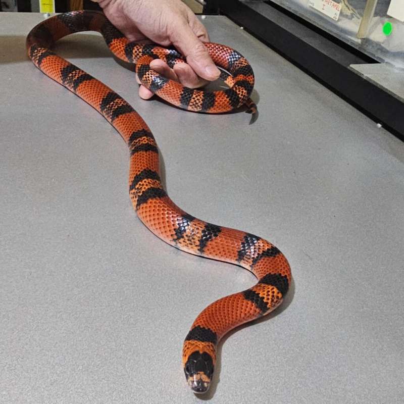 [Rtb] Ms Tangerine Honduran het Albino 66% het Hypo