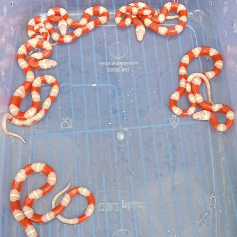 Milksnake Albino Nelsoni