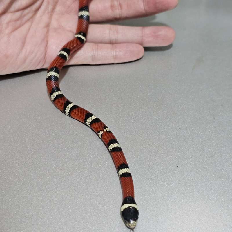 Ms Nelsoni het Albino