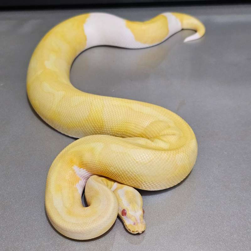 Albino Pied