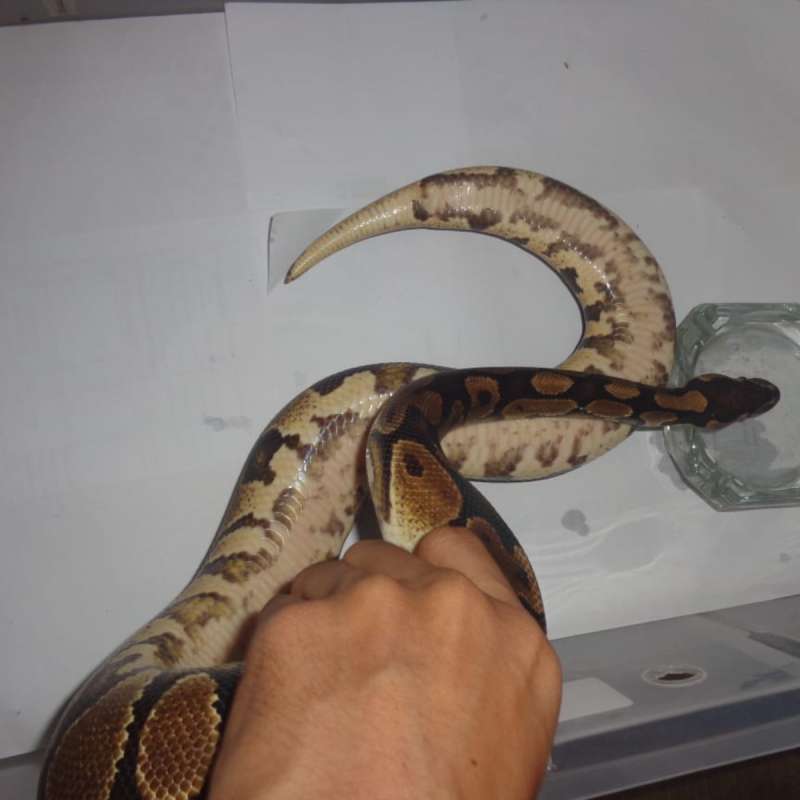 Yellow belly/asphalt