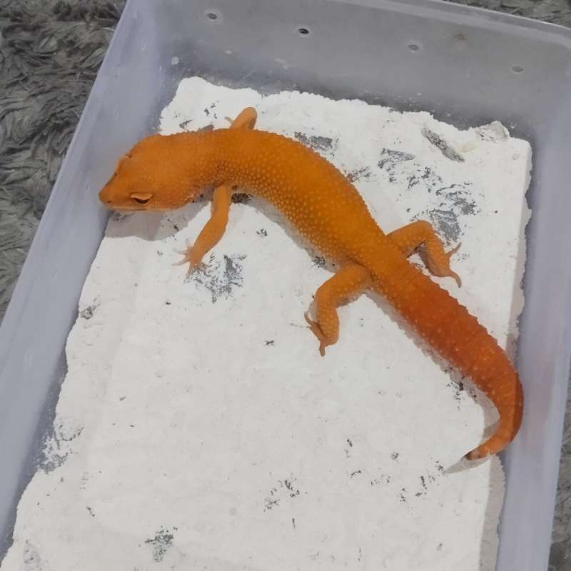 Sunglow Tomato Male Proven