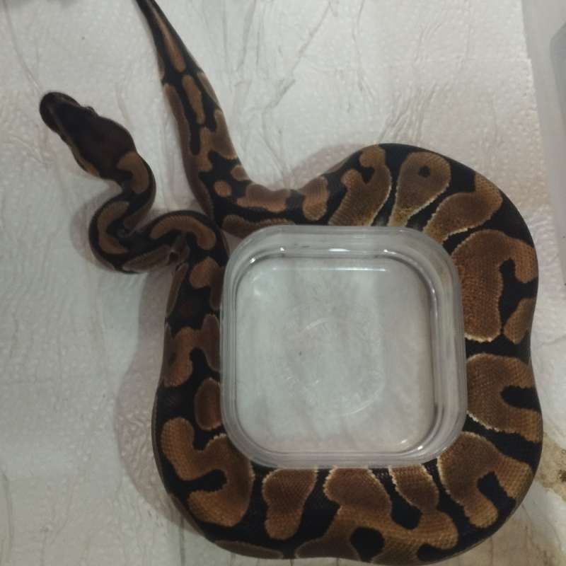 Enchi het clown female