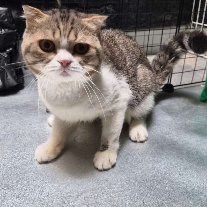 Jual Kucing BSH Scottish Fold